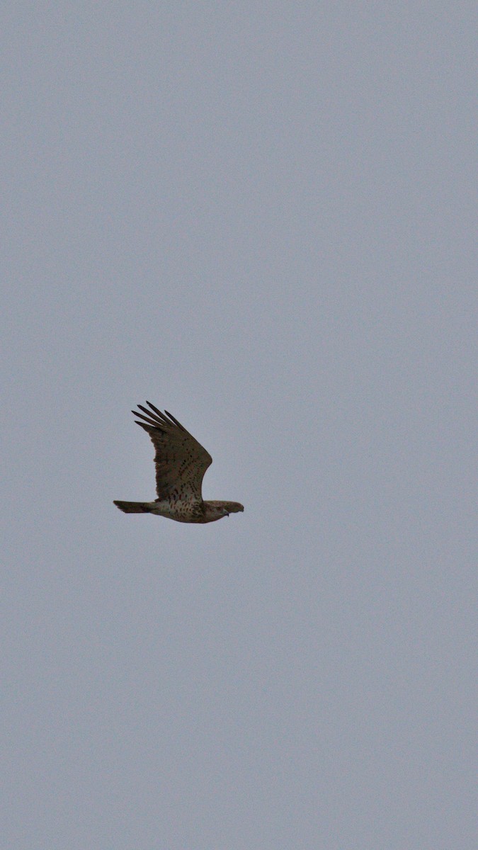 Short-toed Snake-Eagle - YUSUF CANBAZ