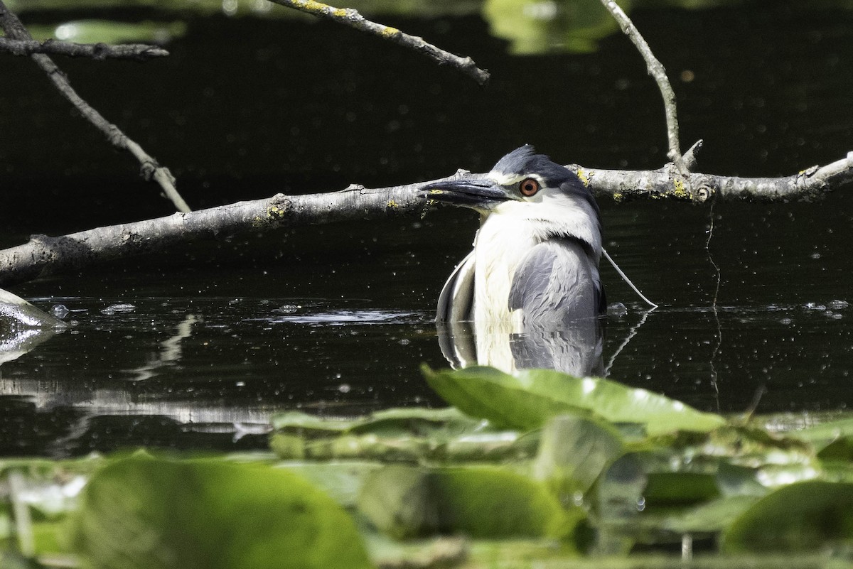 Black-crowned Night Heron - Holger Schneider