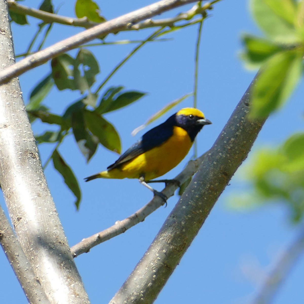 Yellow-throated Euphonia - Ulrike Schmölzer