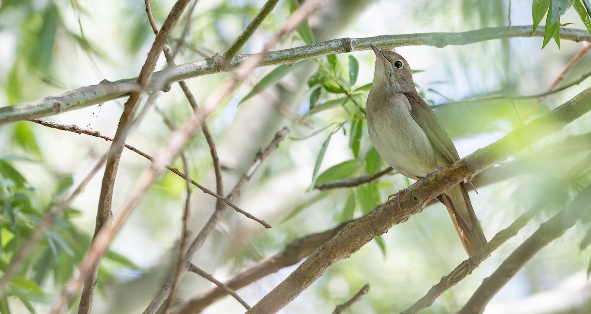 Common Nightingale (megarhynchos/africana) - Friedemann Arndt