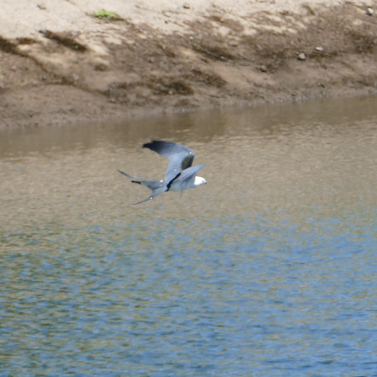 Swallow-tailed Kite - ML619616561