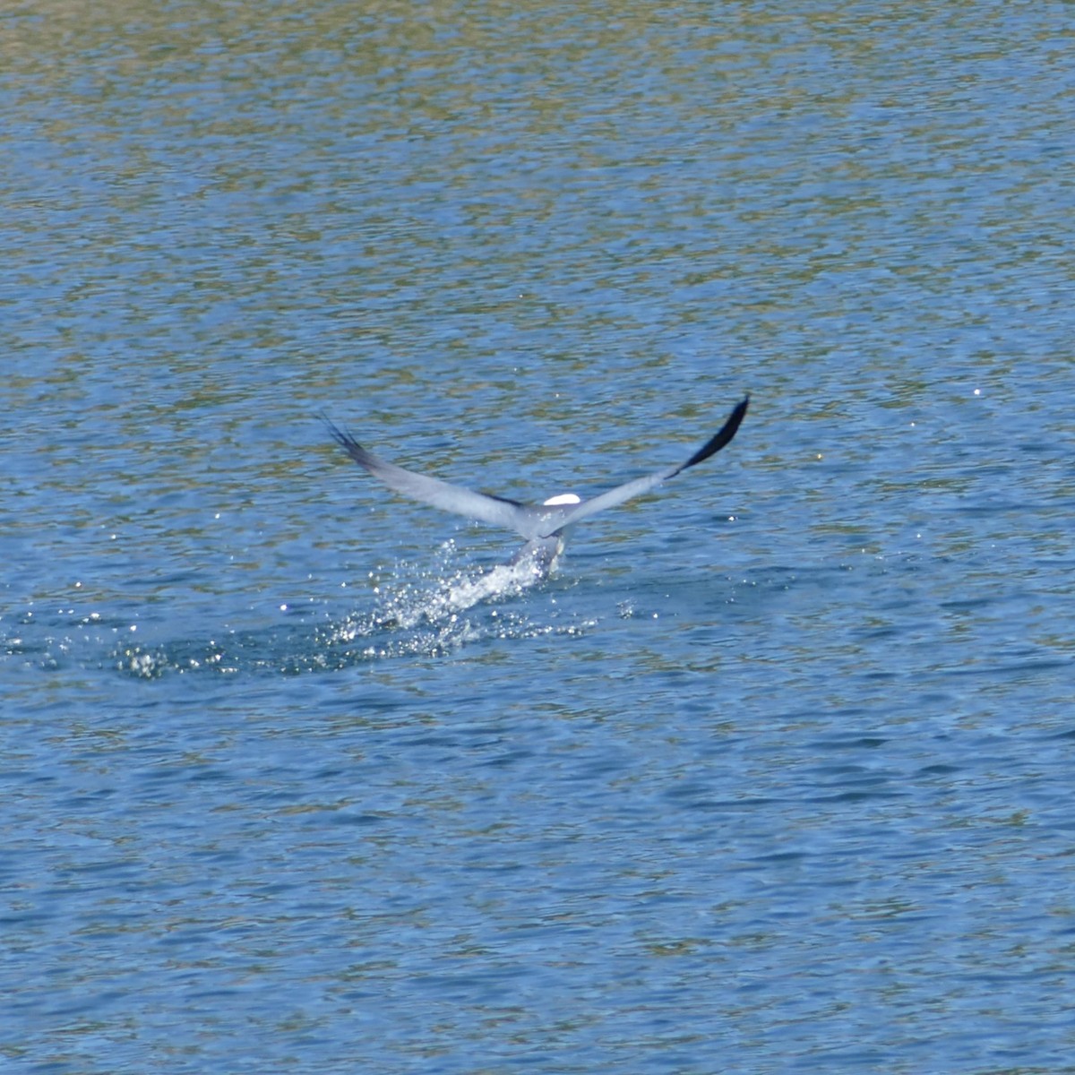 Swallow-tailed Kite - ML619616562