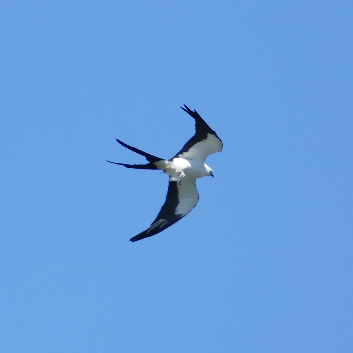 Swallow-tailed Kite - ML619616563