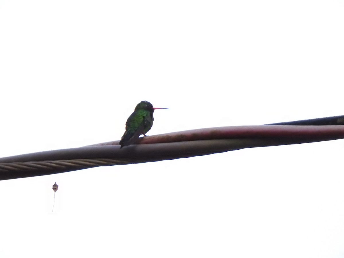 Glittering-bellied Emerald - ML619616572