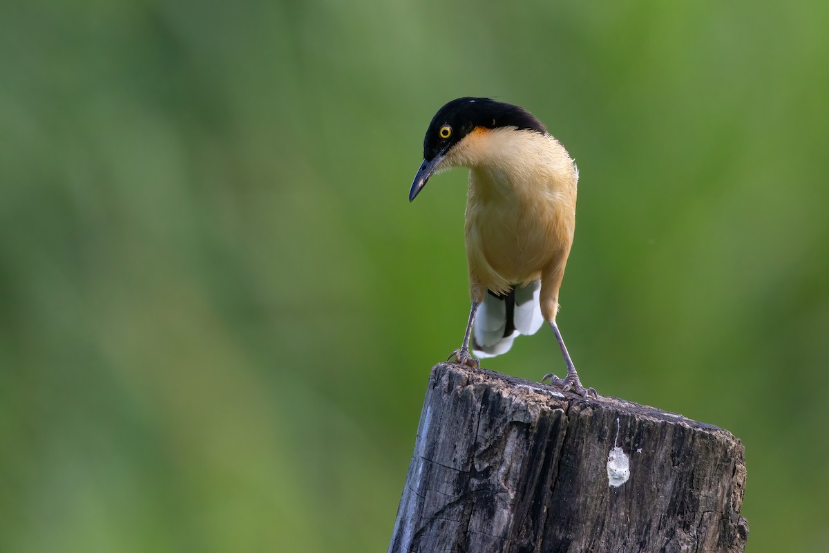 Black-capped Donacobius - Jhonathan Miranda - Wandering Venezuela Birding Expeditions