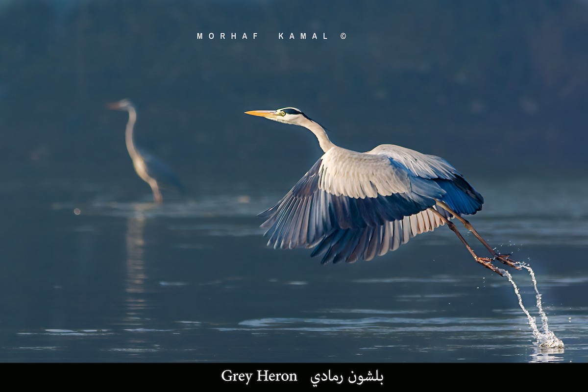 Gray Heron - Morhaf Kamal