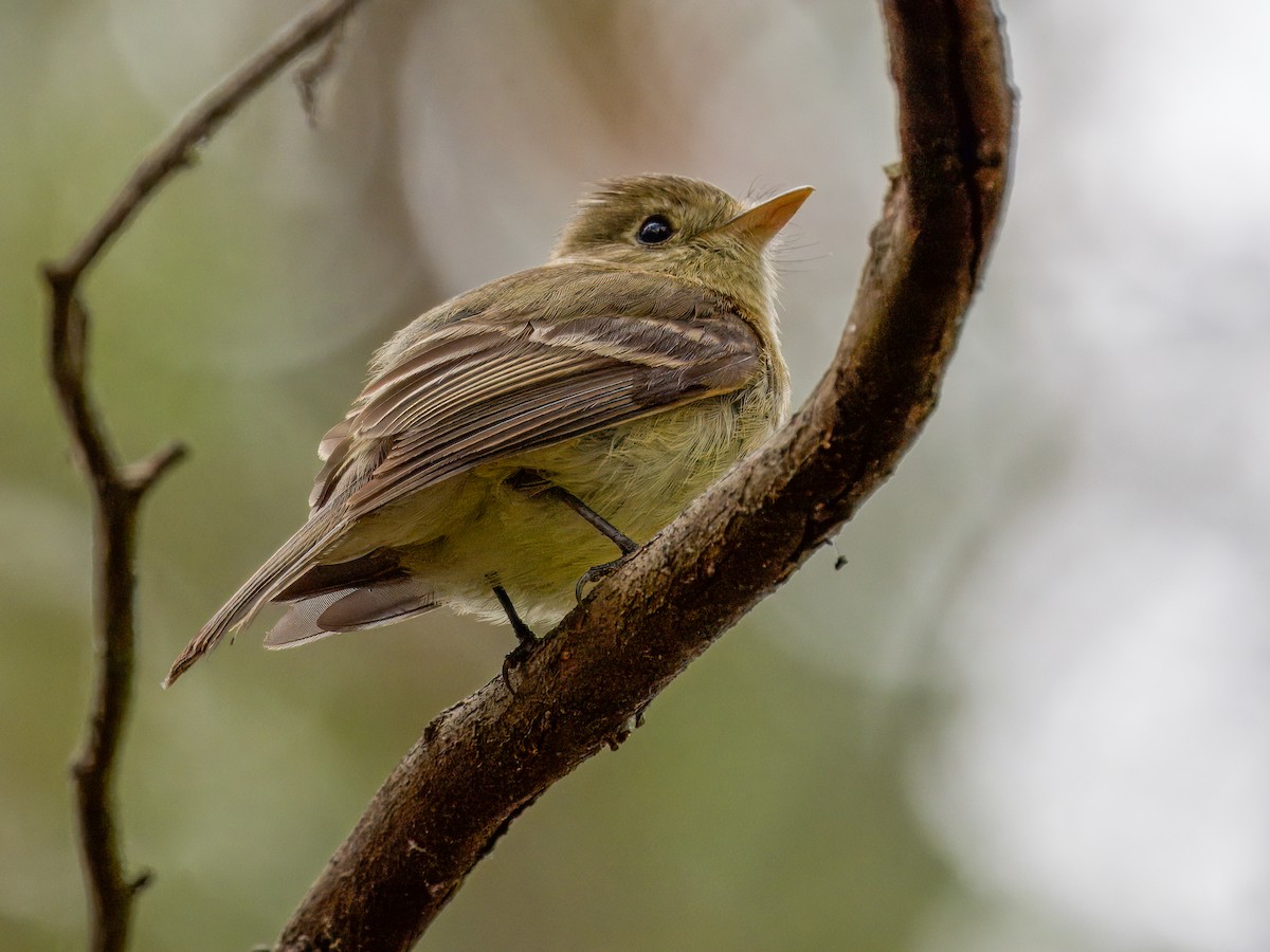 Western Flycatcher - Cin-Ty Lee