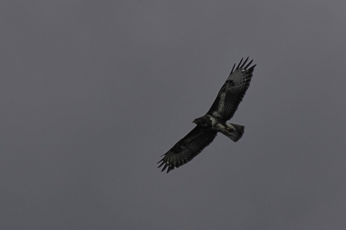 Common Buzzard - Holger Schneider