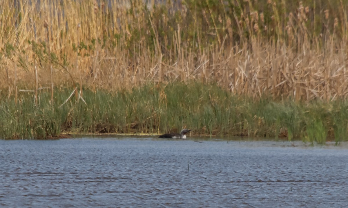 Red-throated Loon - Caitlyn Rampersad