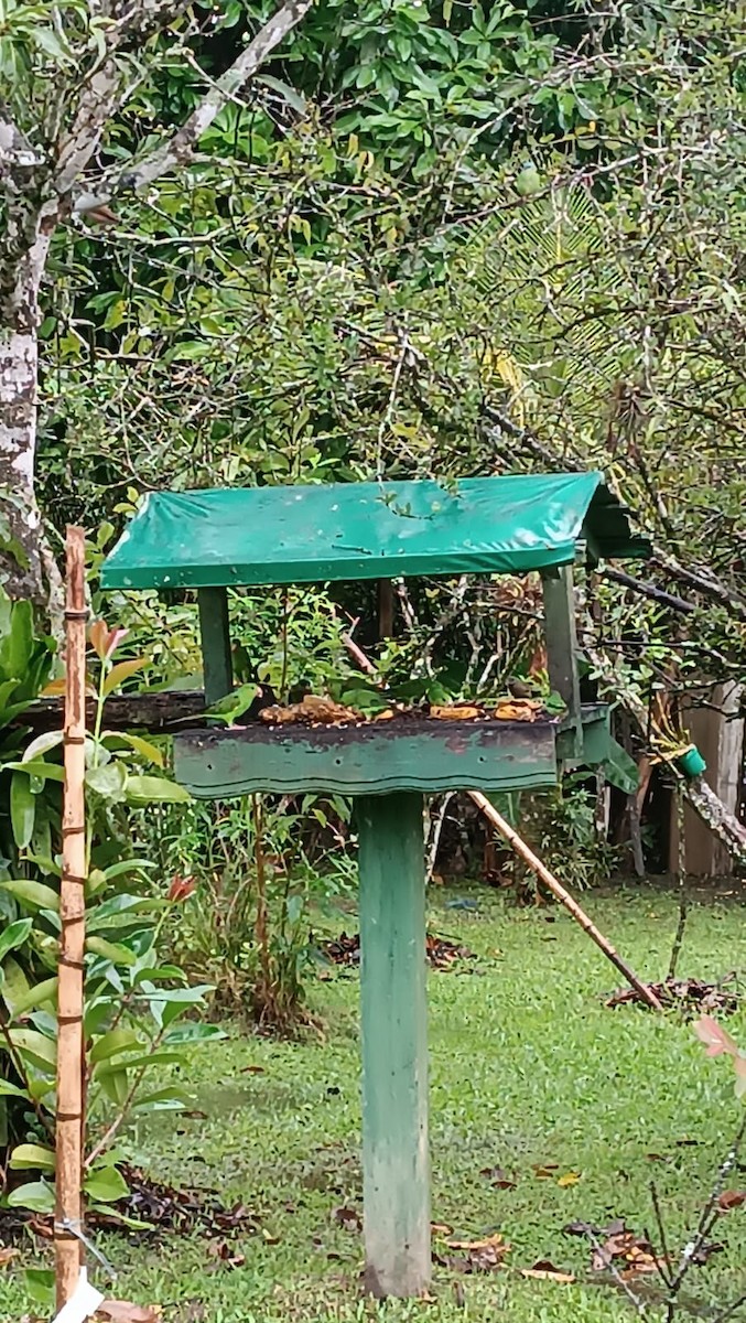 Cobalt-rumped Parrotlet - ML619616596