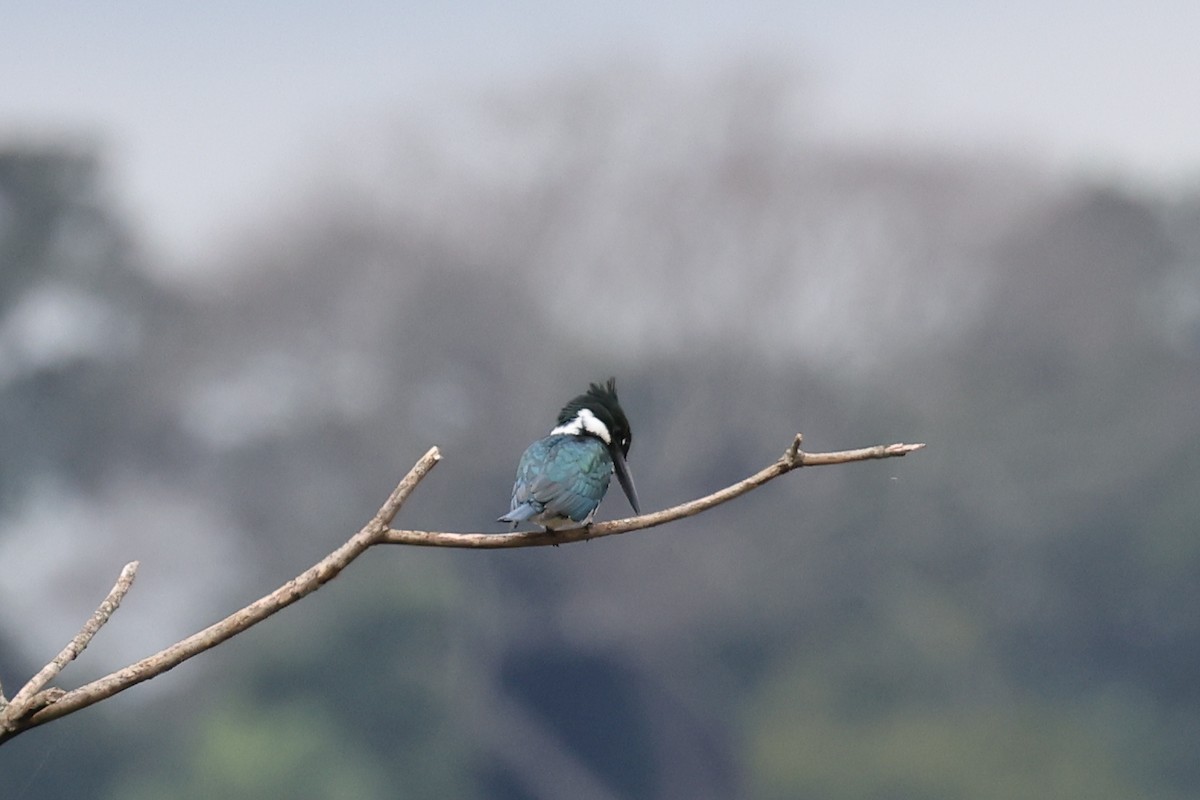 Amazon Kingfisher - Hubert Stelmach