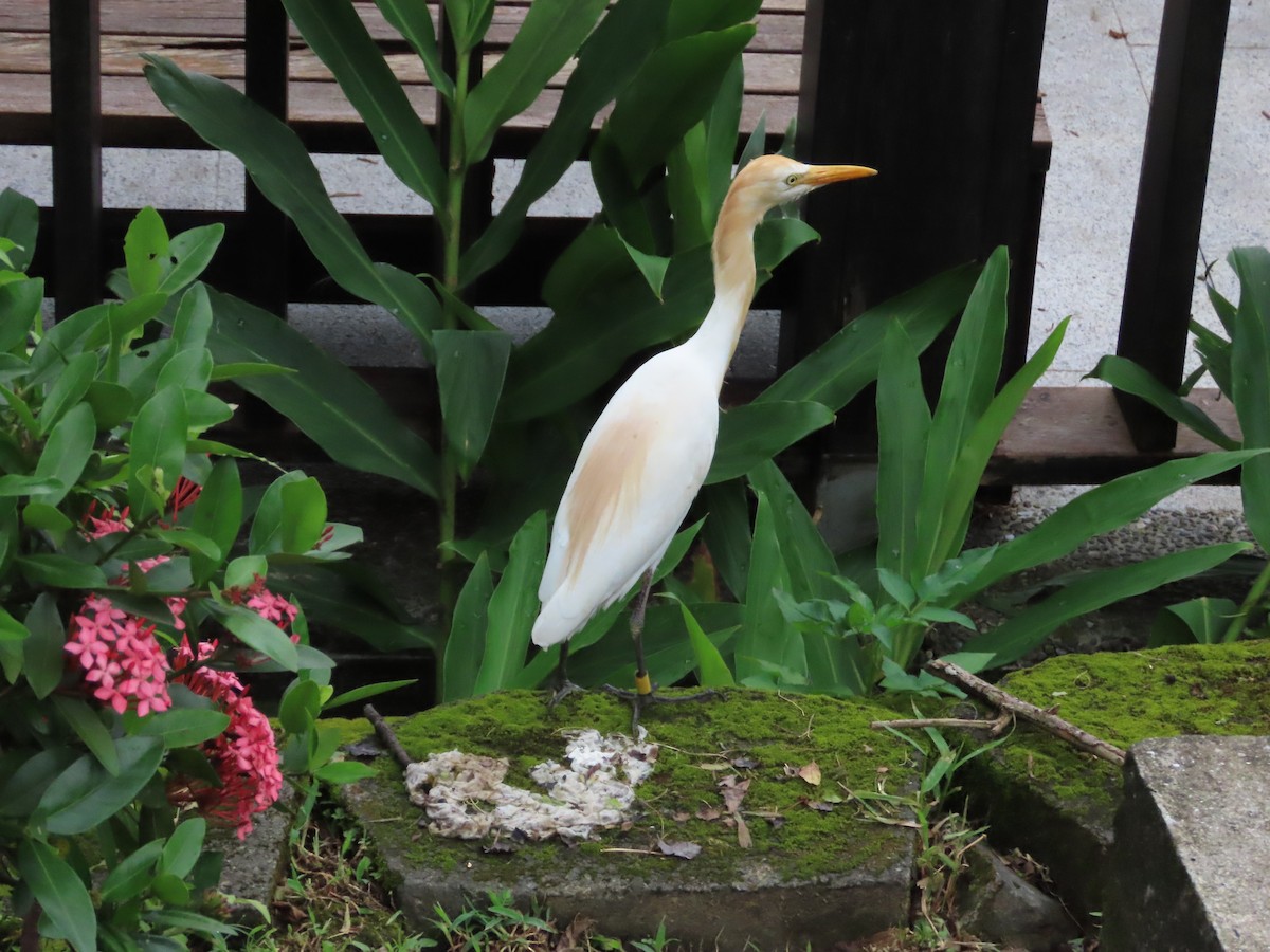 Eastern Cattle Egret - 韋勳 陳