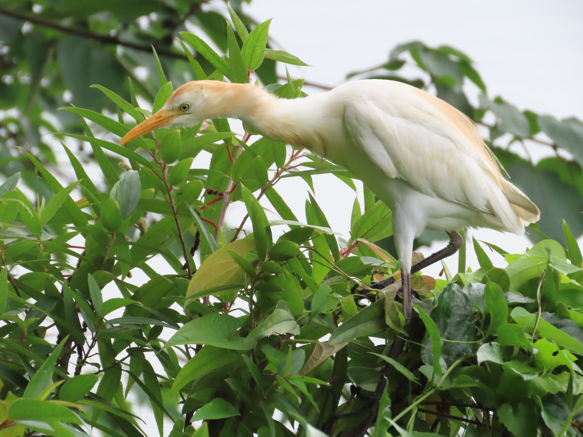 Eastern Cattle Egret - 韋勳 陳