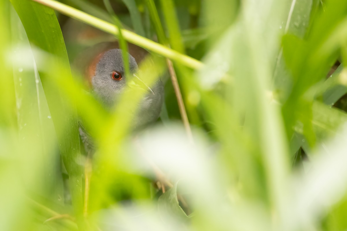 Gray-breasted Crake - ML619616610