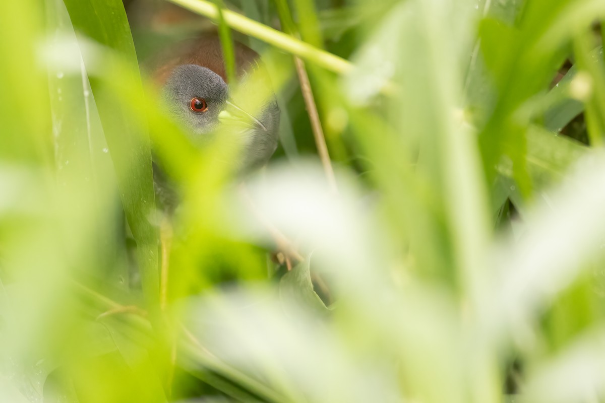 Gray-breasted Crake - ML619616612