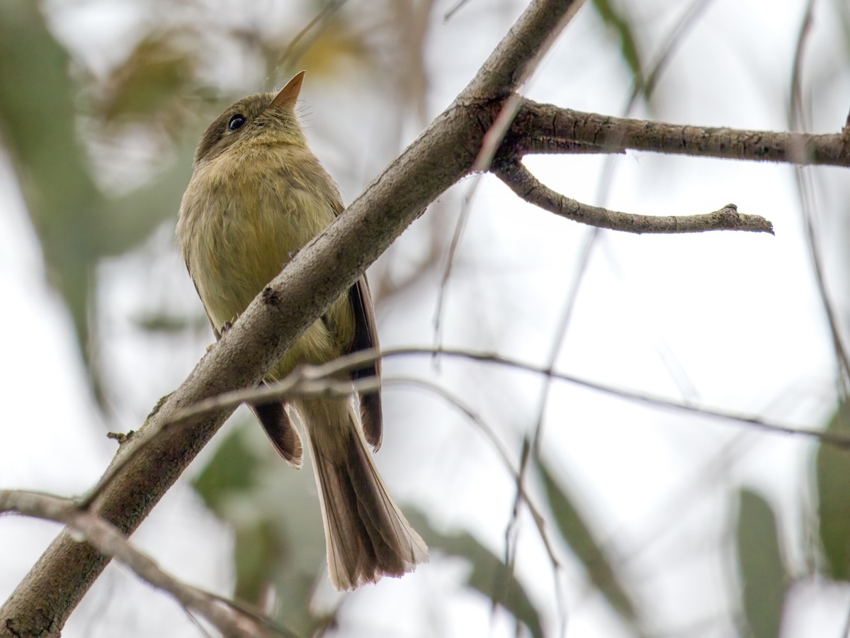 Western Flycatcher - ML619616622