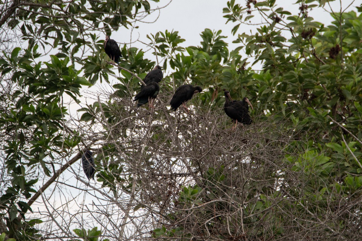 Bare-faced Ibis - FREDY HERNAN VALERO