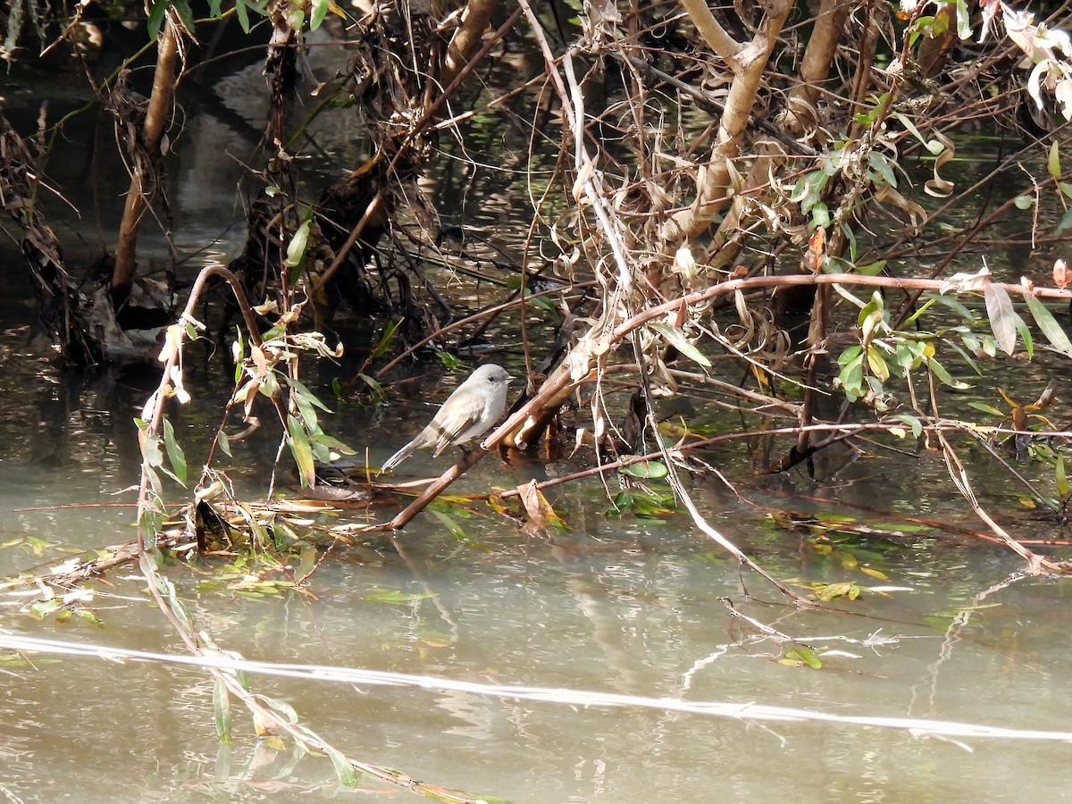 Sooty Tyrannulet - Silvana Mallo