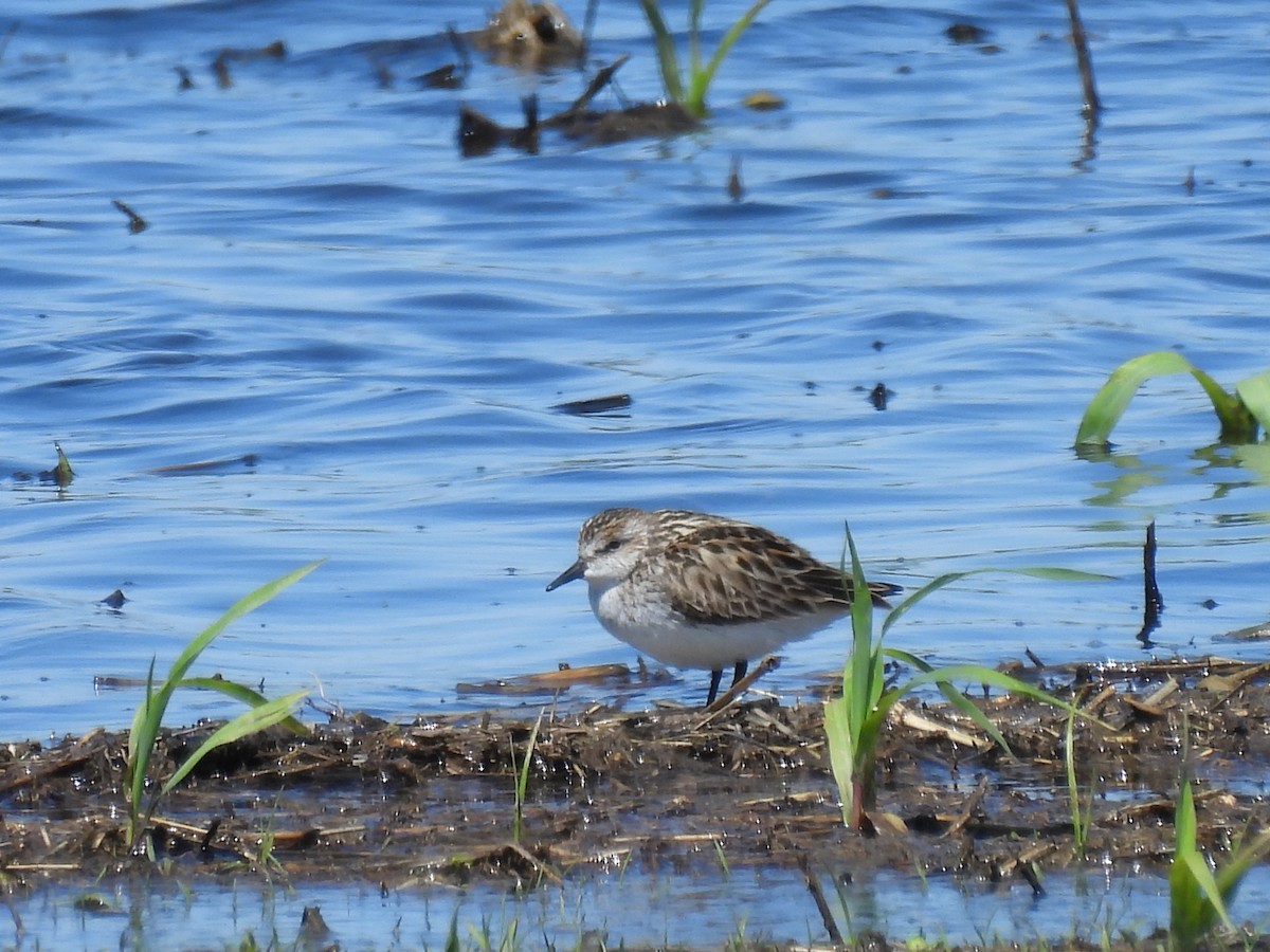 Semipalmated Sandpiper - Justin Ferguson