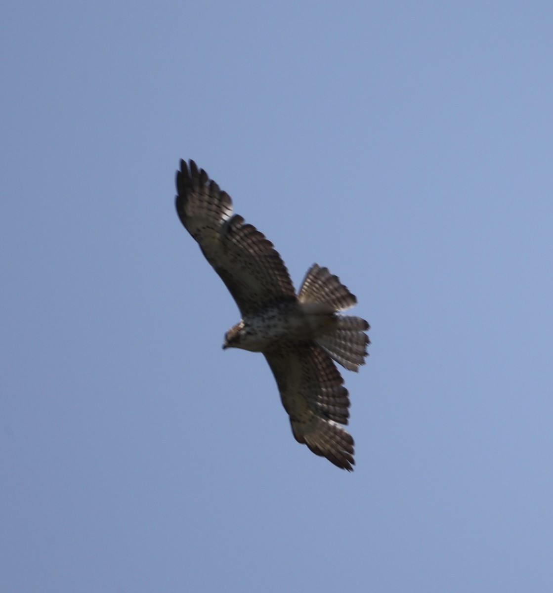 Broad-winged Hawk - Ross Sormani