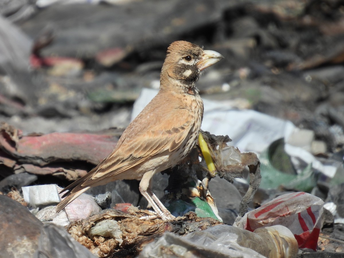 Thick-billed Lark - ML619616643