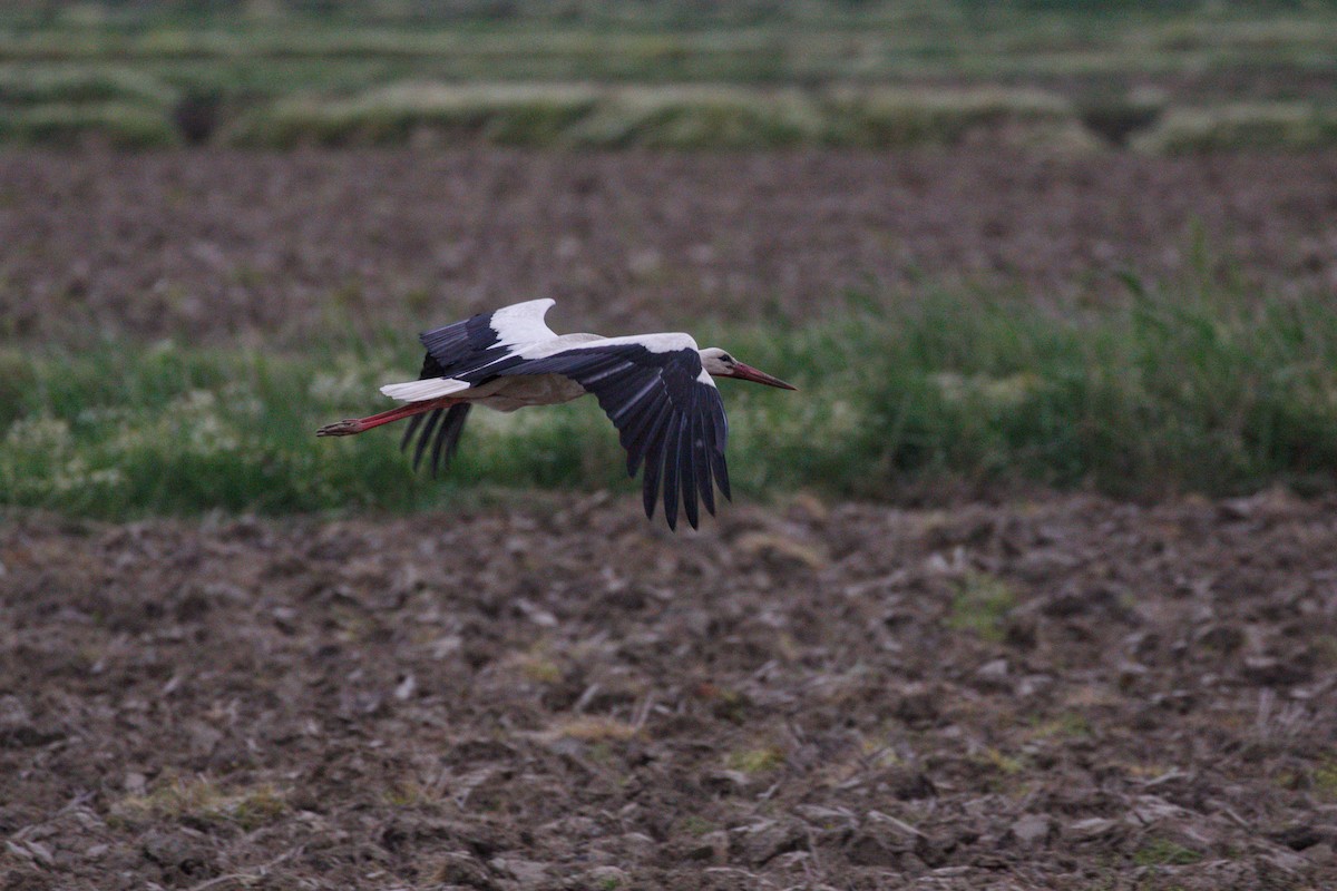 White Stork - YUSUF CANBAZ