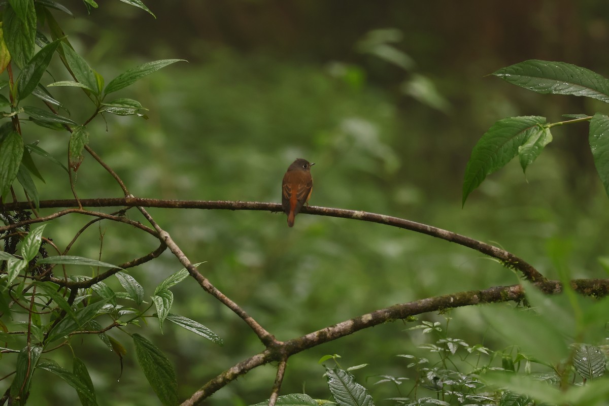 Ferruginous Flycatcher - ML619616653