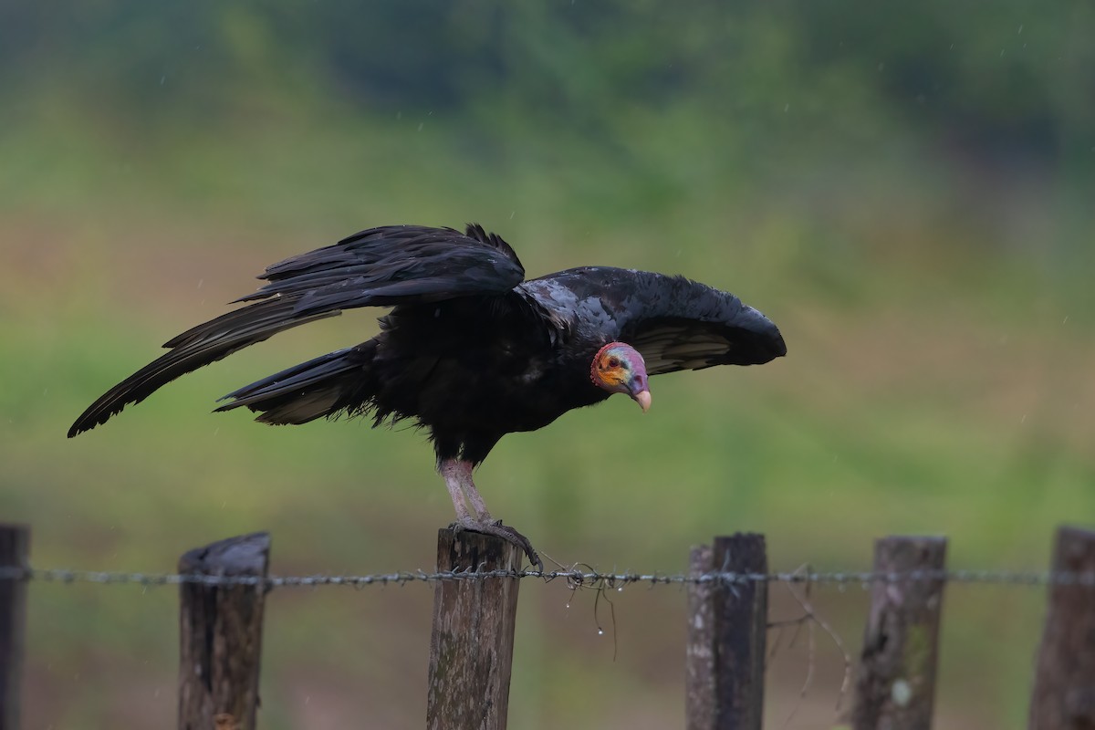 Lesser Yellow-headed Vulture - ML619616654