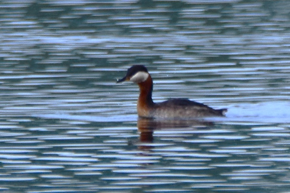 Red-necked Grebe - Michał Kica