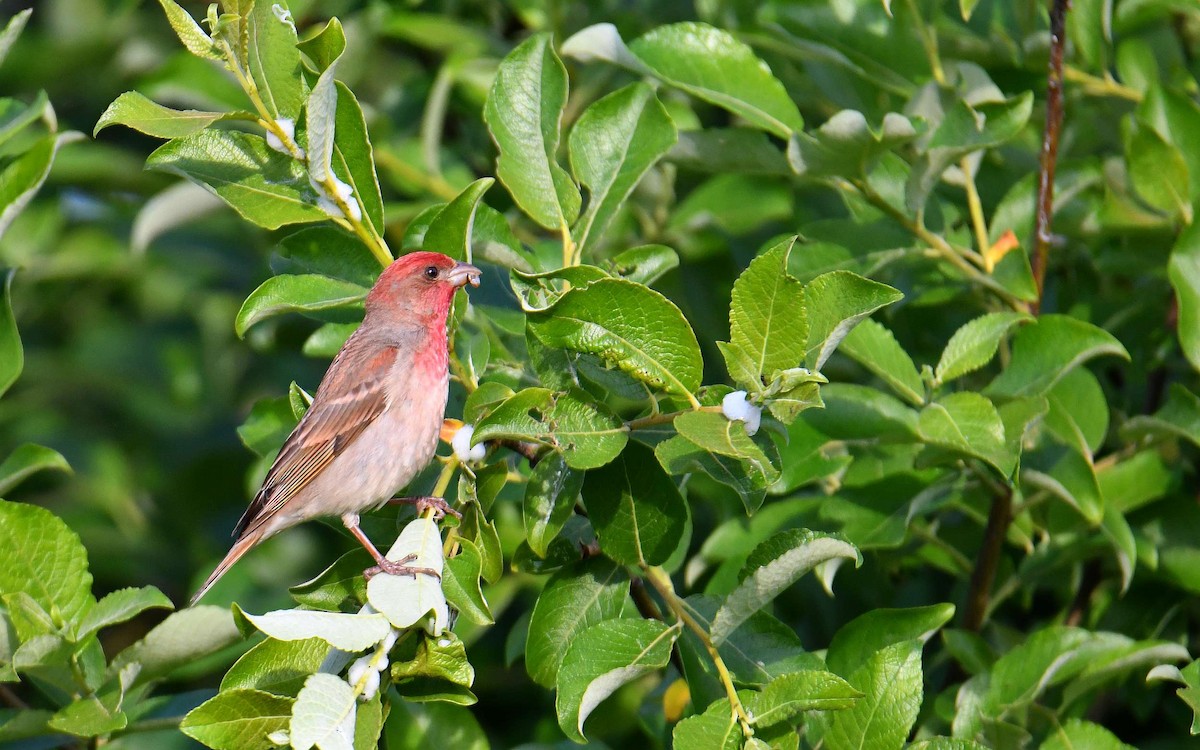 Common Rosefinch - Krzysztof Haja