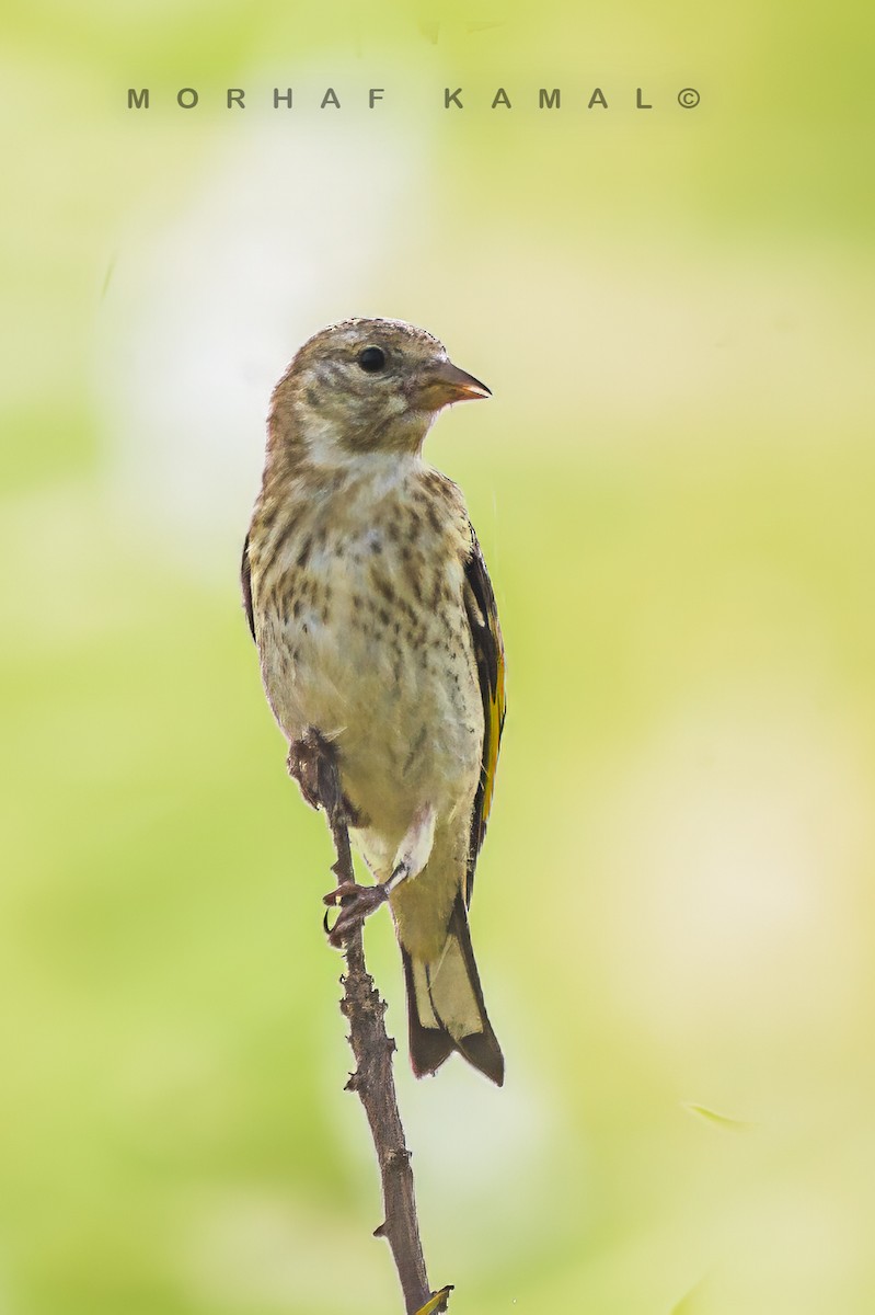 European Goldfinch - Morhaf Kamal