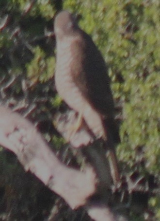 Brown Goshawk - NICOLINO DALFONSO