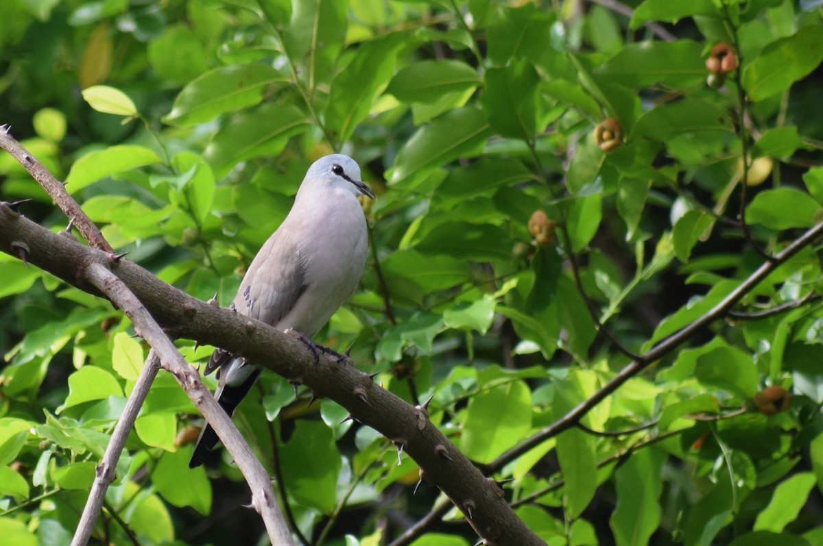 Black-billed Wood-Dove - ML619616699