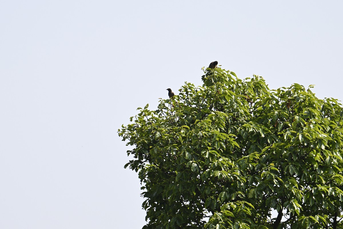 Common Myna - Vikas Pawar