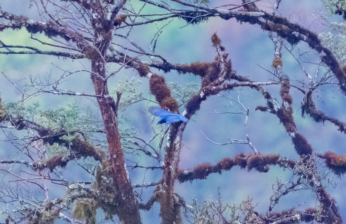 Chestnut-bellied Rock-Thrush - Arun Raghuraman