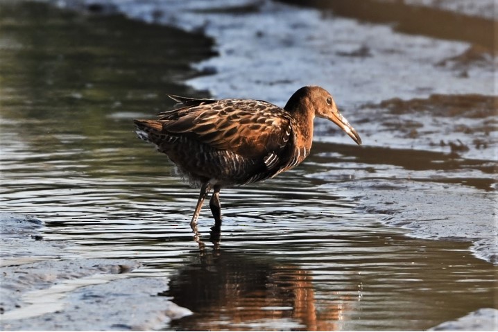 King Rail - J Gary Kohlenberg