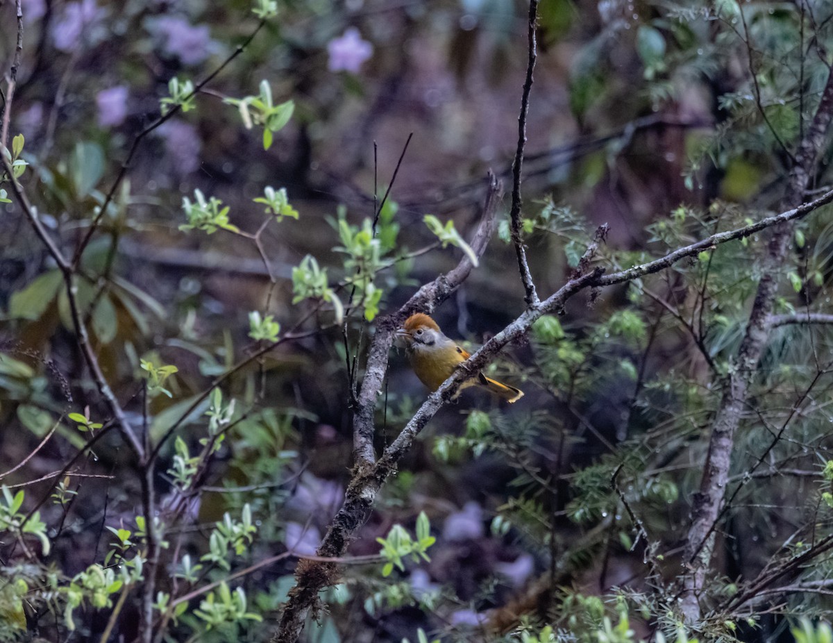 Chestnut-tailed Minla - Arun Raghuraman