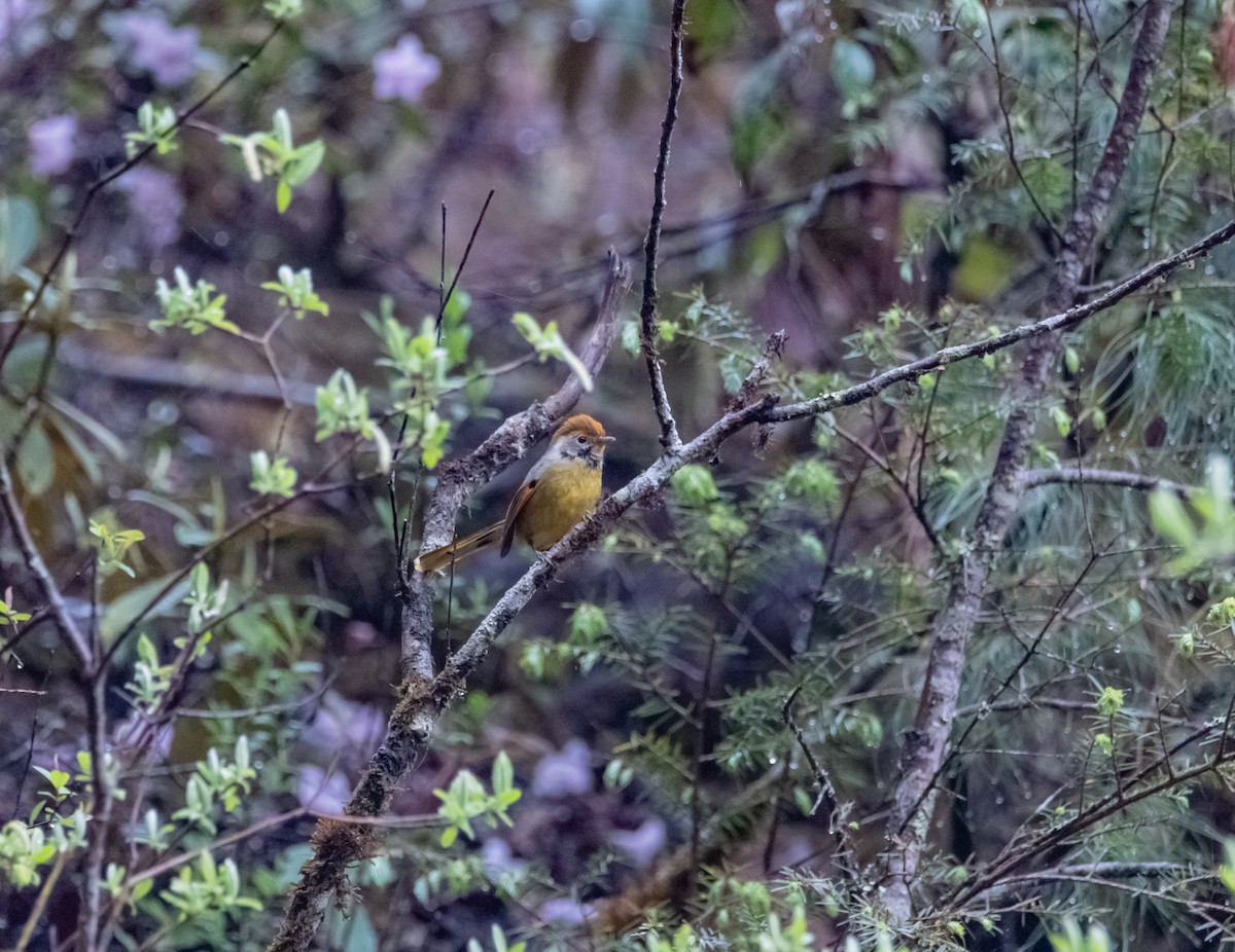 Chestnut-tailed Minla - Arun Raghuraman