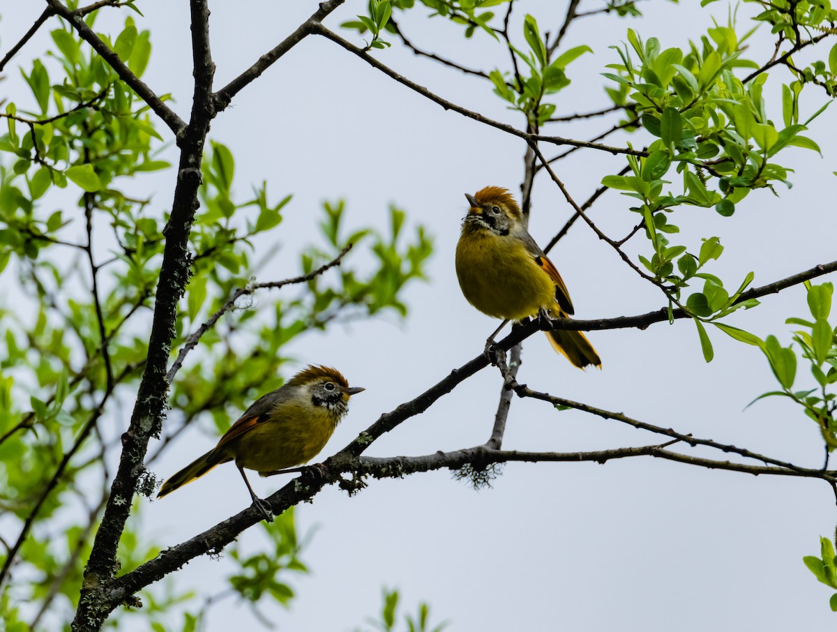 Chestnut-tailed Minla - Arun Raghuraman