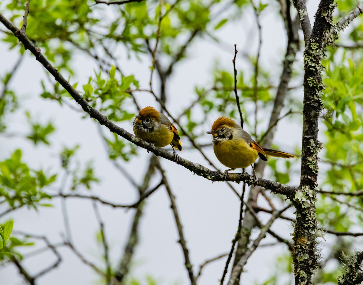 Chestnut-tailed Minla - Arun Raghuraman