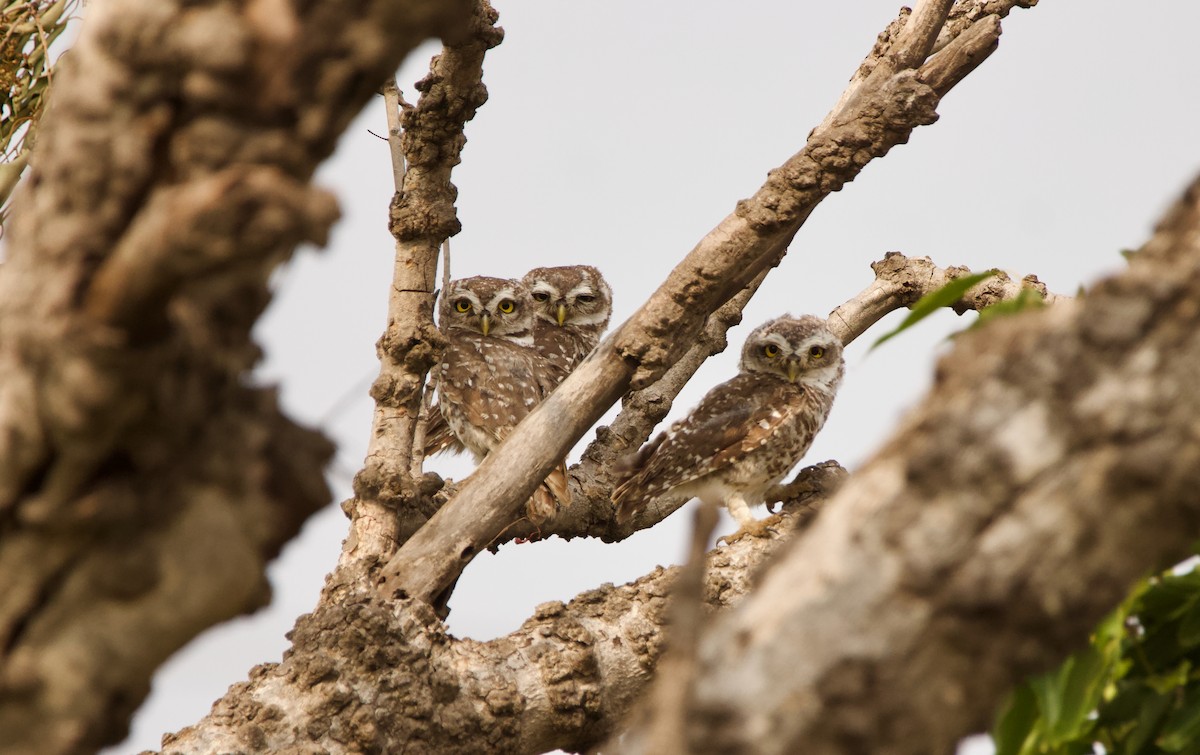 Spotted Owlet - Abhijeet  Avate