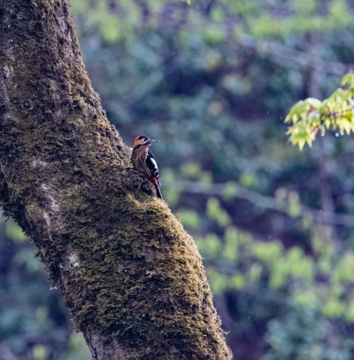 Darjeeling Woodpecker - Arun Raghuraman
