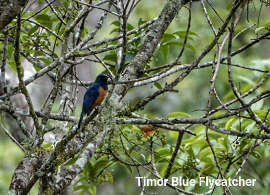 Timor Blue Flycatcher - Anonymous