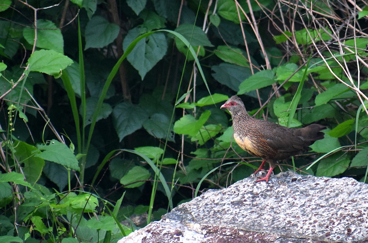 Stone Partridge - Josh Lynton-Jenkins