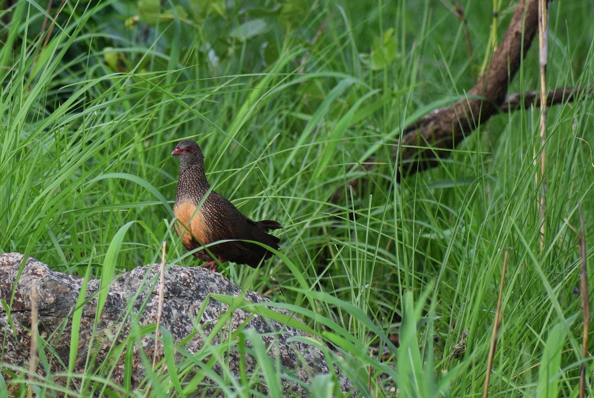 Stone Partridge - Josh Lynton-Jenkins