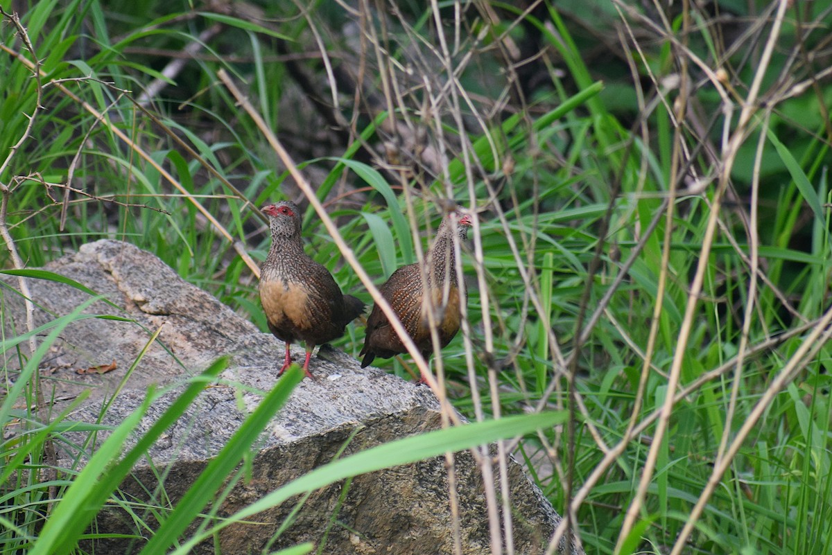 Stone Partridge - Josh Lynton-Jenkins