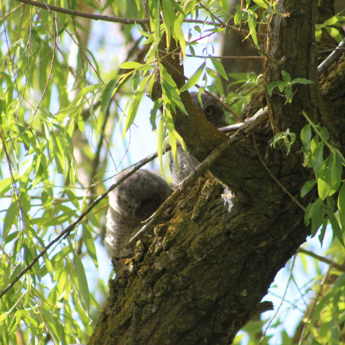 Western Screech-Owl - ML619616760