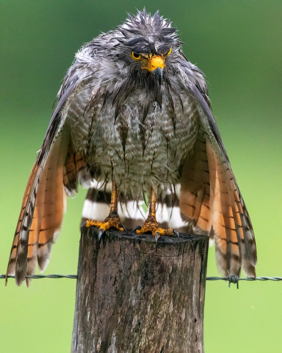 Roadside Hawk - ML619616761