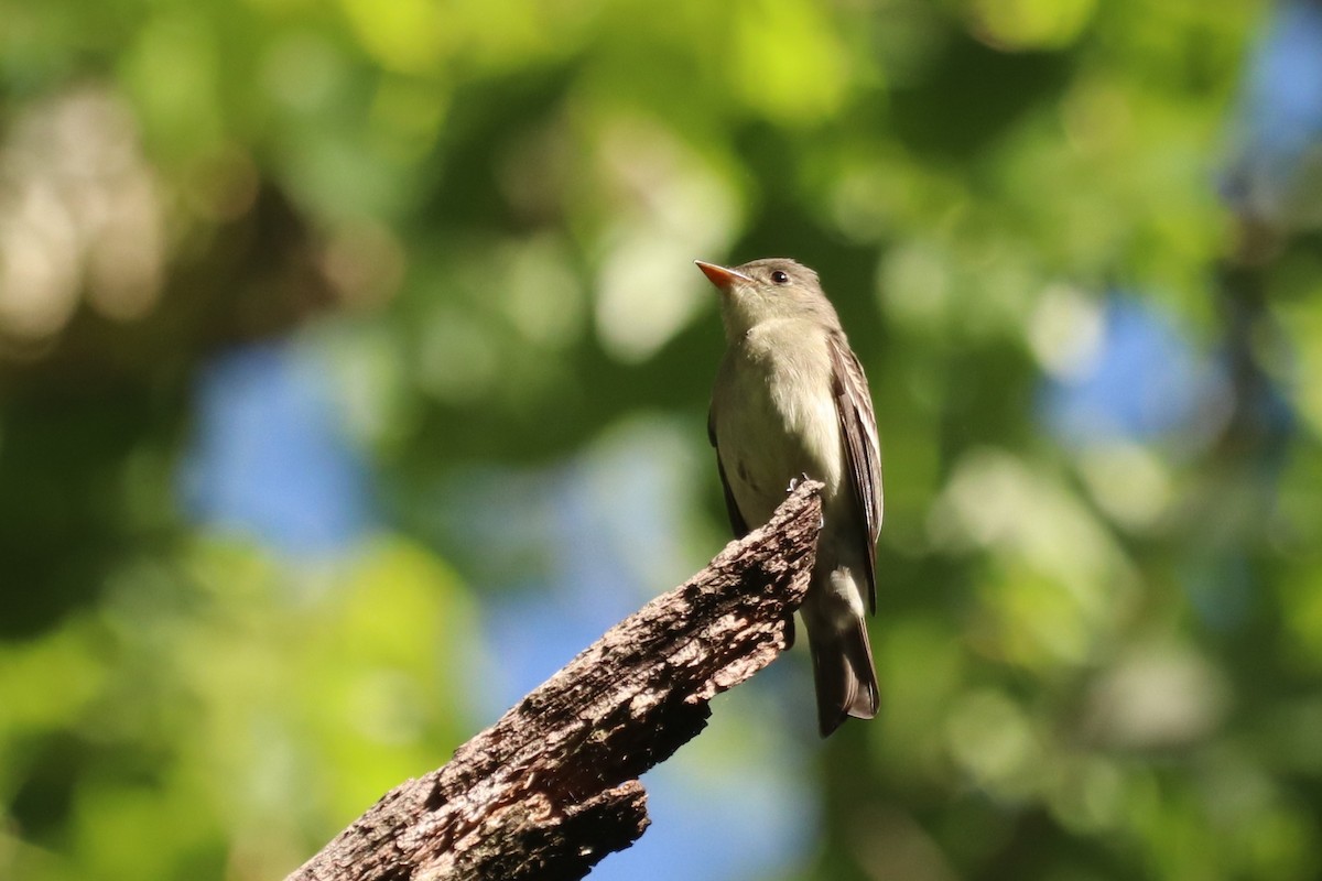 Acadian Flycatcher - Ethan Brown