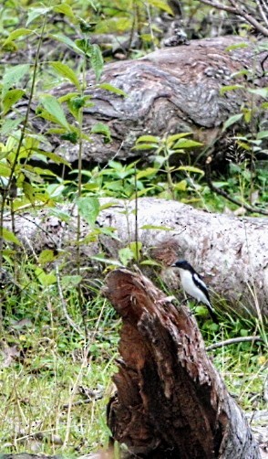 Timor Bushchat - Anonymous